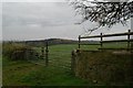 Towards Blagdon Wood