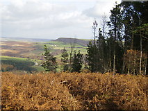 SE6089 : View over bracken in Cowhouse Bank Wood by Phil Catterall
