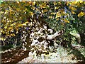 Dappled light on tree trunk at Wardour Castle