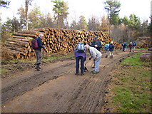 SE6089 : Logging operations in Baxton's Wood by Phil Catterall