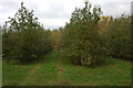 SO3249 : Orchard near Home Corner, near Kinnersley by Philip Halling