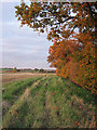 Stubble, headland and autumn hedgerow