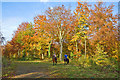 Track junction and autumn Beeches in Hen Wood, nr West Meon