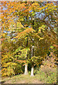 Autumn Beech trees in Hen Wood