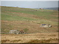 The valley of Middlehope Burn