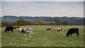 Cattle grazing in a field north of Common End