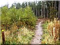 Bouldnor Copse