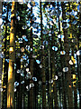 NY6490 : "Mirage", Kielder Forest by Oliver Dixon