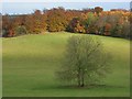 Pasture, Chisbridge Cross