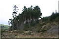 Old and young plantings at Ffos y Ffwdan