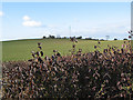 Hillside south of Callow