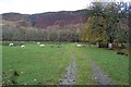 Sheep grazing in Strath More