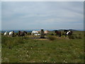 SX5971 : Cramber Tor Trigpoint & Dartmoor Ponies by Phillip Kimber