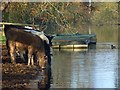 Cattle drinking the Thames, Hurley