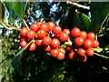 Holly berries, St Mary the Virgin churchyard, Shipton under Wychwood