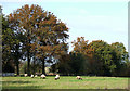 Grazing near Bagginswood, Shropshire