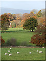 Grazing and Woodland, near Prescott, Shropshire