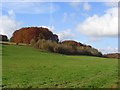 Hillside and beechwood, Marlow