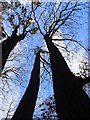 Chestnut tree, Rassler Wood