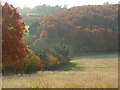 Shillingridge Wood