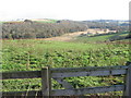 From Nemphlar towards Burgh Wood