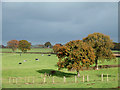 Grazing  near Stottesdon, Shropshire