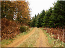 NX3552 : Forest road by David Baird