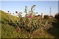 Beacon Hill thistle