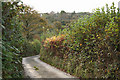 High Bickington: lane near Shuteley