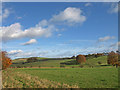 Autumn Fields