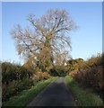 Black Poplar, Watery Lane