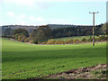 Shropshire Farmland near Loughton