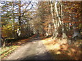 NJ8004 : Road through Cairnie Woods by Stanley Howe