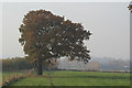 SK4942 : Lopsided tree by Alan Murray-Rust