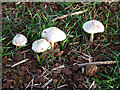 Fungi in Crop Field