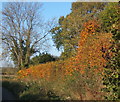 Hedge and tree at laneside near Kewland Hall