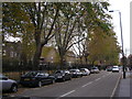 Plane Trees, Stepney Green, East London