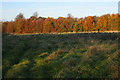 Field and woodland at Croxton Park