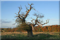 Stag-headed oak, Croxton Park