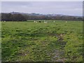 Field at Lower Trebarrow