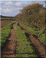 SX2994 : Track past Beardon Plantation by Derek Harper