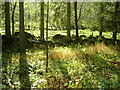 Old Wall and Meadow Near Tweeden Burn