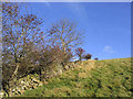 A dyke and scrub on Quarry Hill