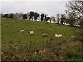 J0139 : Sheep grazing on a hillside beside the Tannyoky Road, Tandragee by P Flannagan
