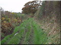 Green lane on Upper Lacon Farm