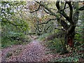 SO9095 : Footpath to Penn Common, Colton Hills, Wolverhampton by Roger  D Kidd