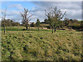 Small orchard, Howle Hill