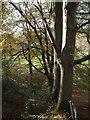 Beeches in Northcott Wood