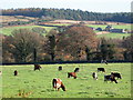 Pastures near Slaley