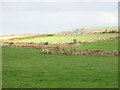 Farm boundary bank east of Ty Hywel